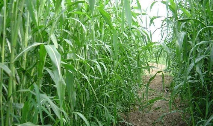 苏丹草种子如何种植?