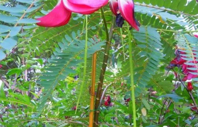 田菁