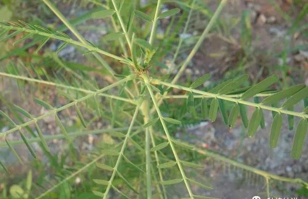田菁
