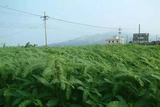 田菁