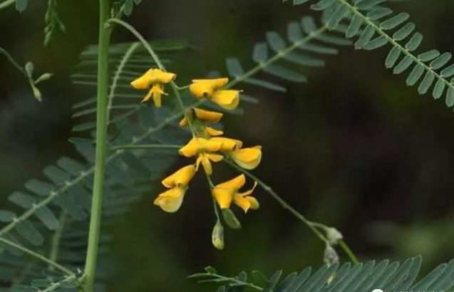 田菁