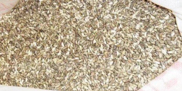 俄罗斯饲料菜