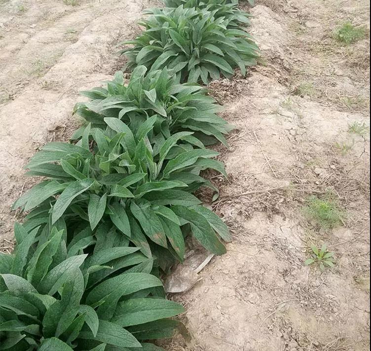 俄罗斯饲料菜成了猪牛羊的爱食