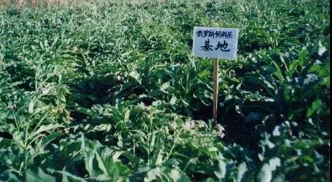 俄罗斯饲料菜