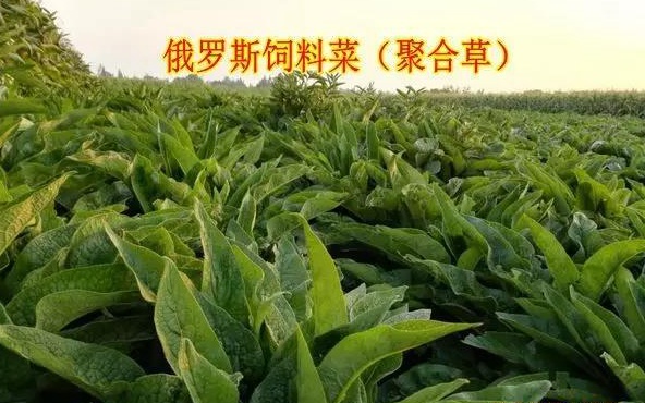 俄罗斯饲料菜