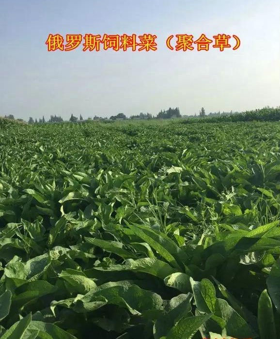 俄罗斯饲料菜