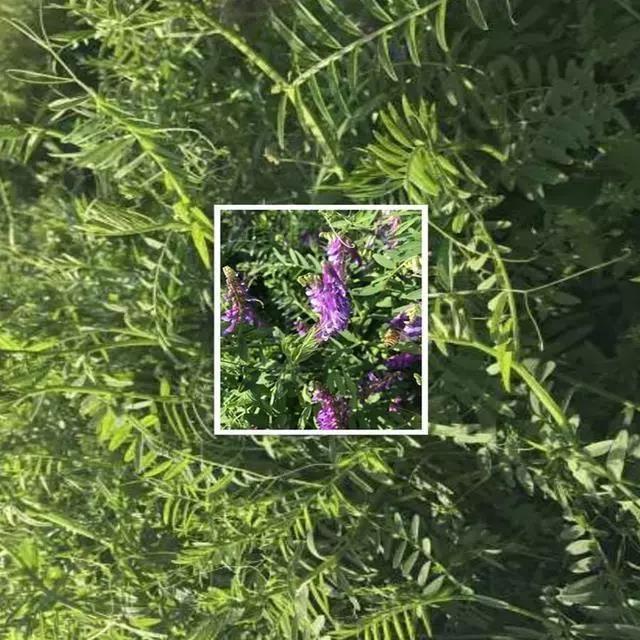 光叶紫花苕