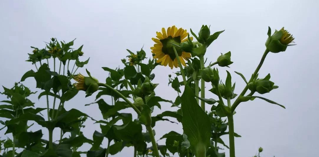 串叶松香草