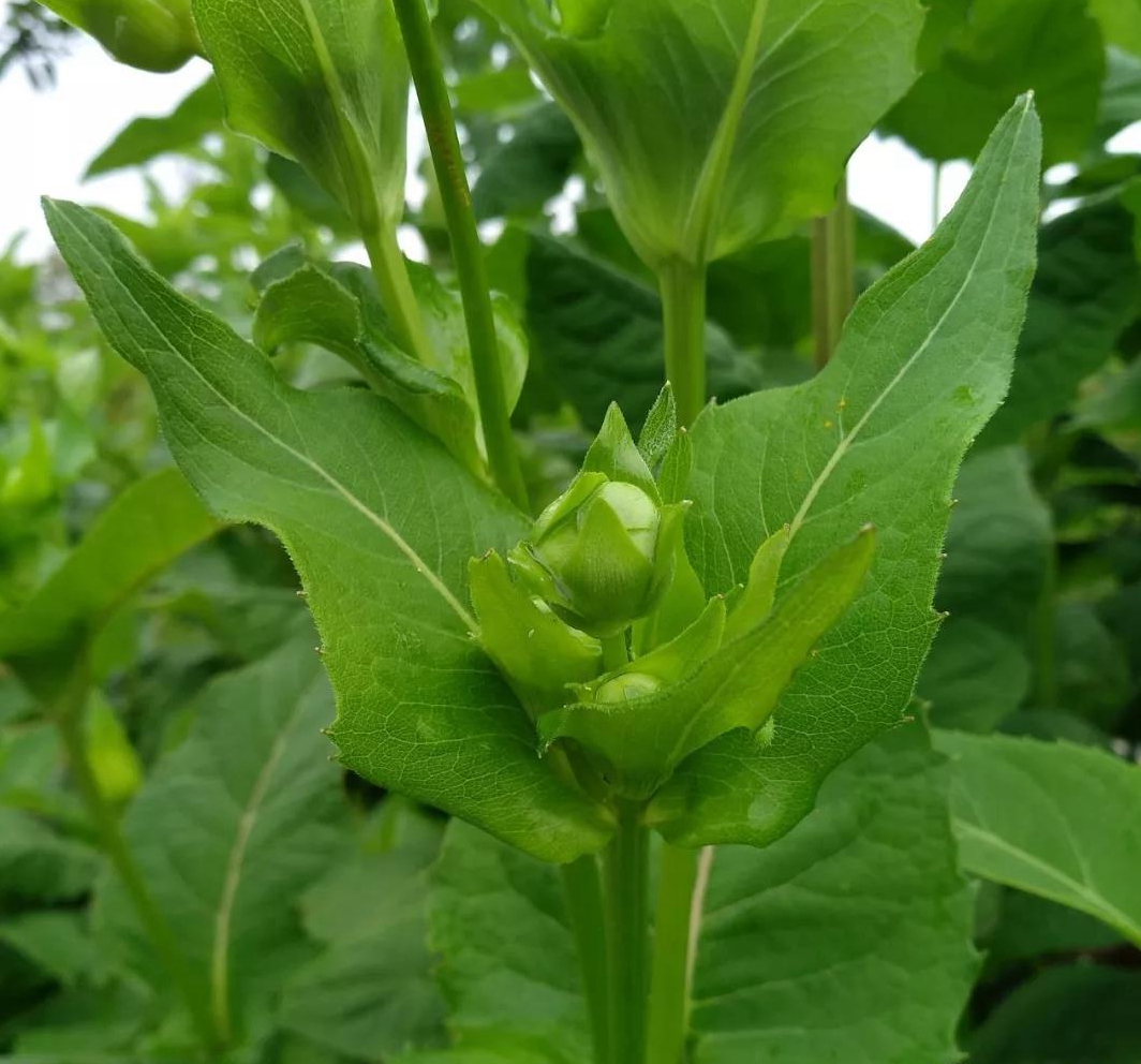 串叶松香草图片_春季的串叶松香草图片大全 - 花卉网