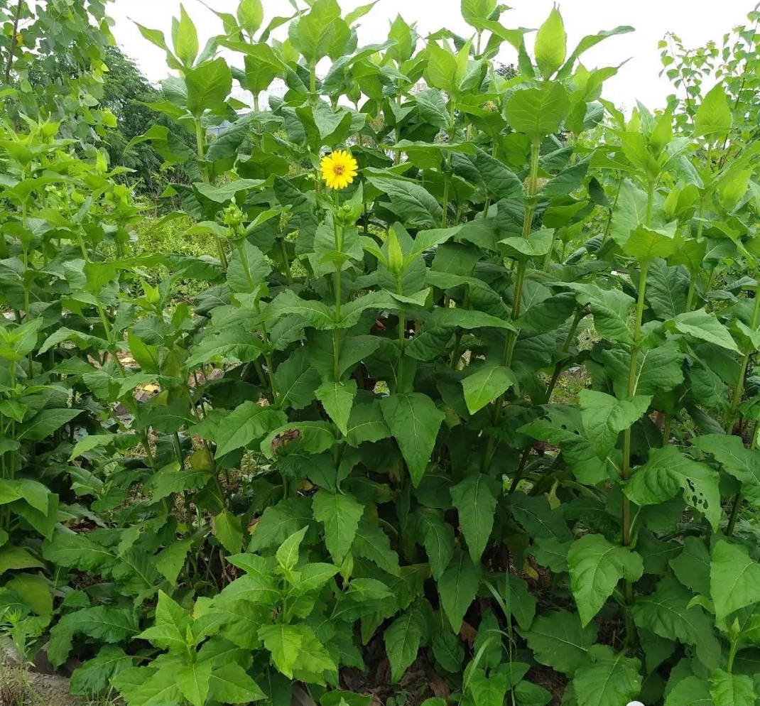 串叶松香草