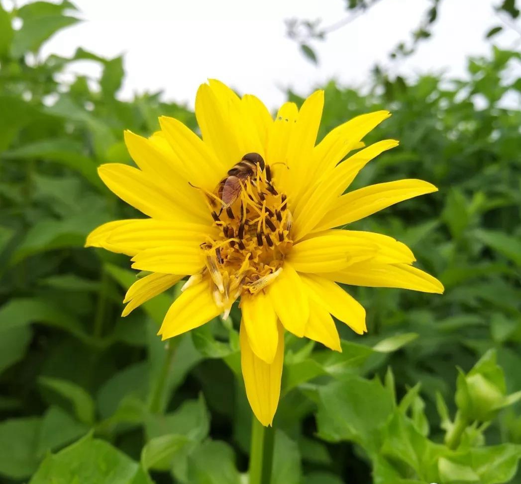 245.串叶松香草-园林地被植物-图片