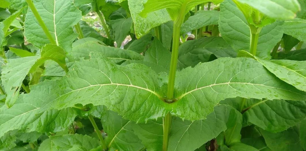 串叶松香草