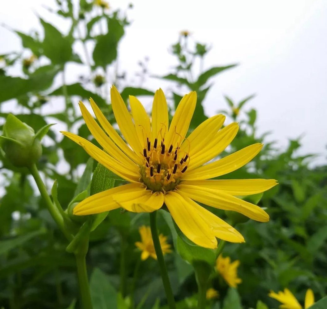 兰香草-药用植物花谱-图片