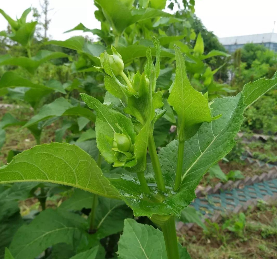  串叶松香草