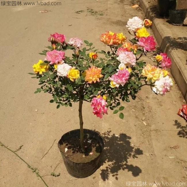 月季树 月季树