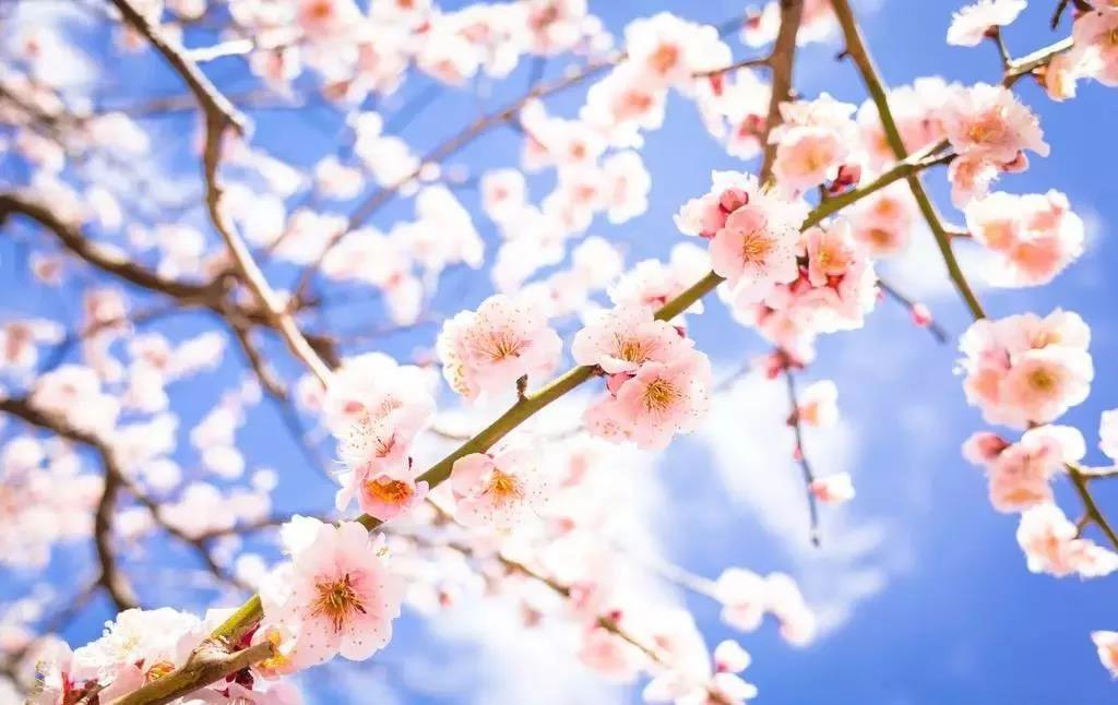 日本--樱花.jpg