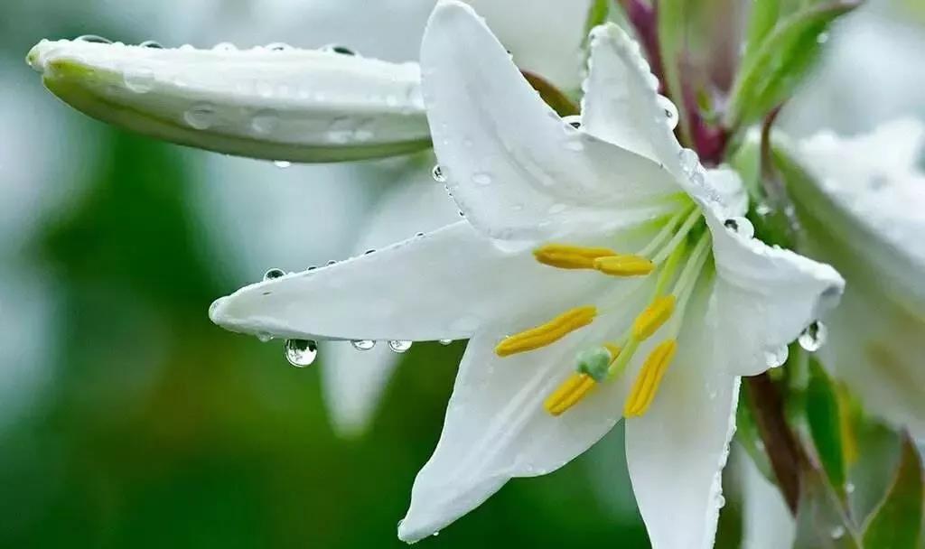 智利--百合花.jpg