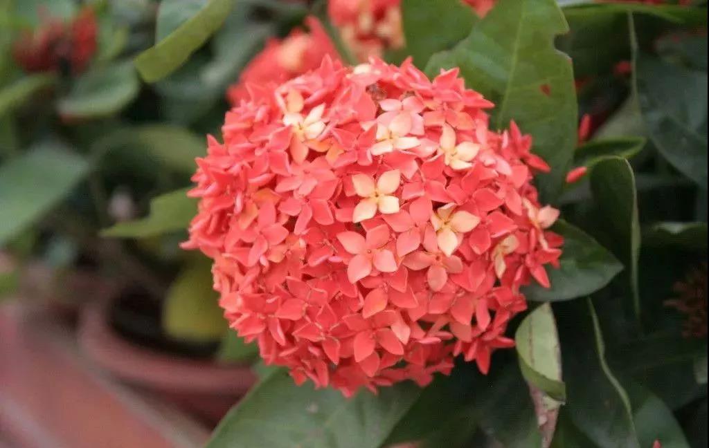 缅甸--龙船花.jpg