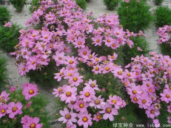格桑花种子