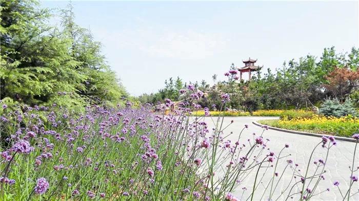 柳叶马鞭草花海.jpg