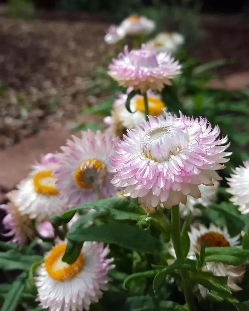 鲜切花麦秆菊怎么养护 麦秆菊怎么制做干花 花海建设 江苏长景种业有限公司