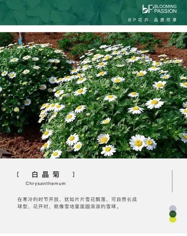 花开四季 每周一花 不期而遇 白晶菊 花海建设 江苏长景园林