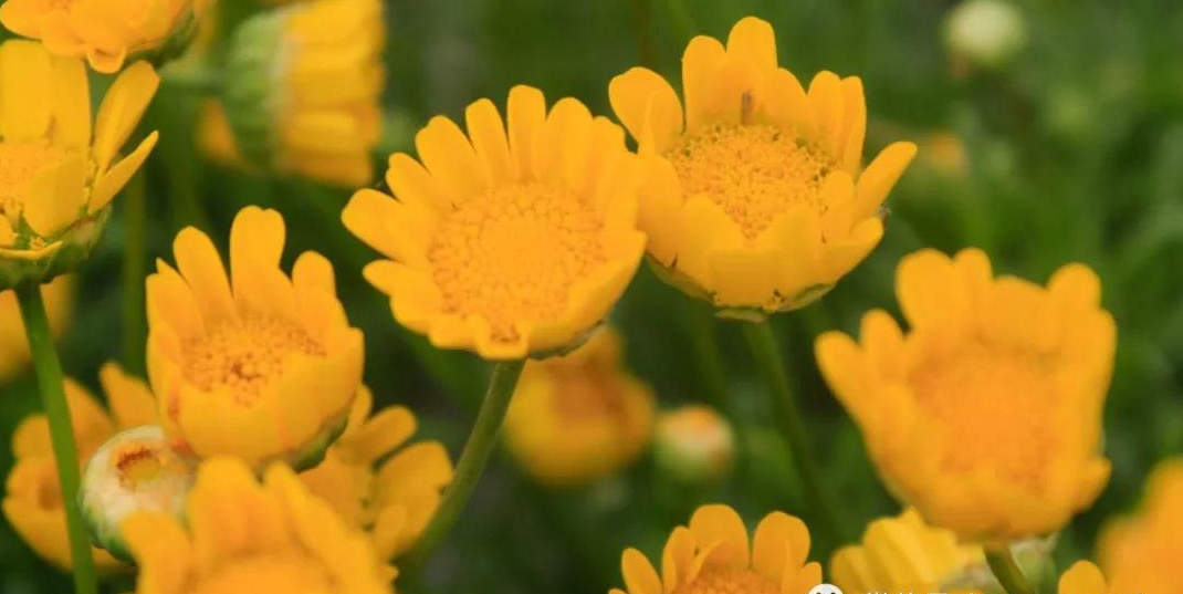 1590477199209509.jpg 黄晶菊.jpg