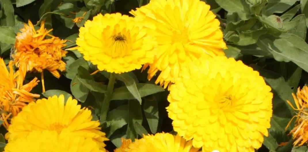 1590477453515297.jpg 金盏菊.jpg