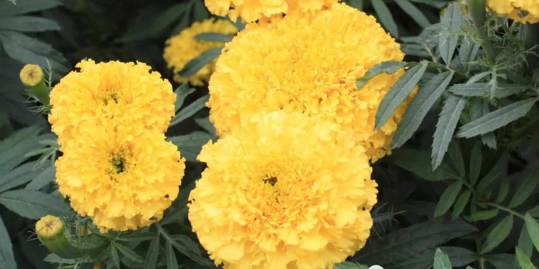 1590477631421099.jpg 万寿菊.jpg