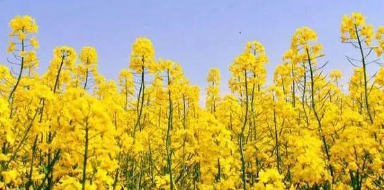 1590477747636239.jpg 油菜花.jpg