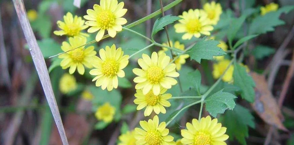 1590477849147307.jpg 甘野菊.jpg