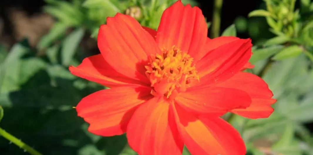 1590480020520696.jpg 硫化菊.jpg