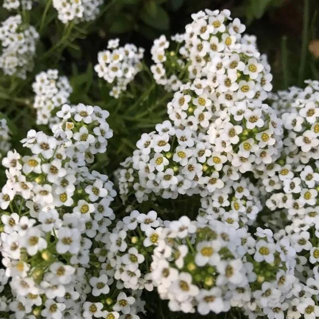 香雪球花枝如何修剪香雪球如何繁殖
