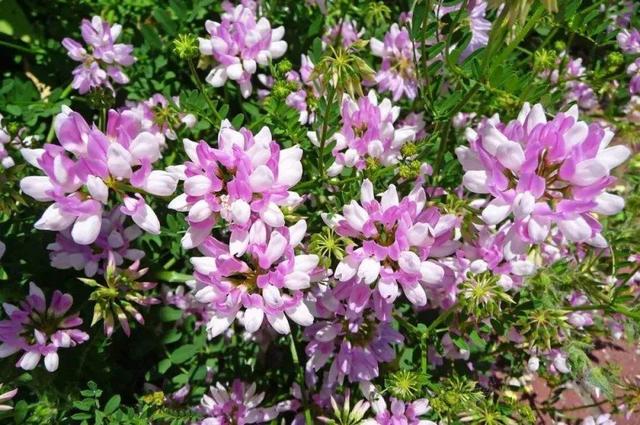 小冠花种植技术，小冠花的主要价值