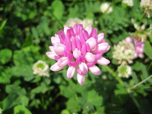小冠花种植技术，小冠花的主要价值