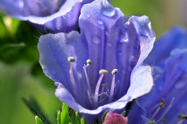 蓝蓟这种花卉该如何进行养殖？
