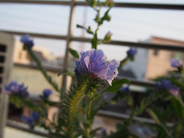 蓝蓟的形态特征，蓝蓟的花语是什么