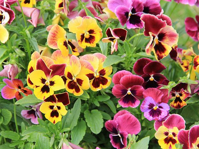 这花名叫三色堇，片片花瓣颜色不同，养护简单只需三步
