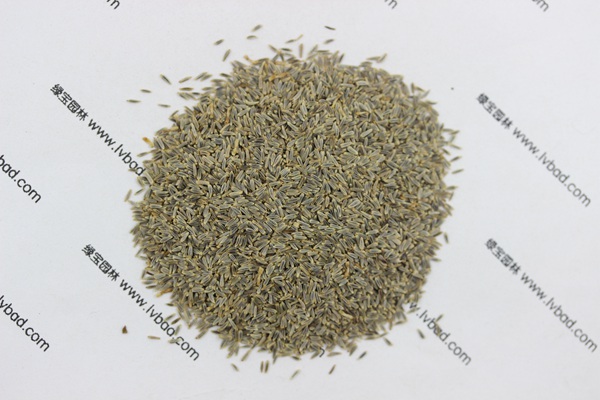大滨菊种子