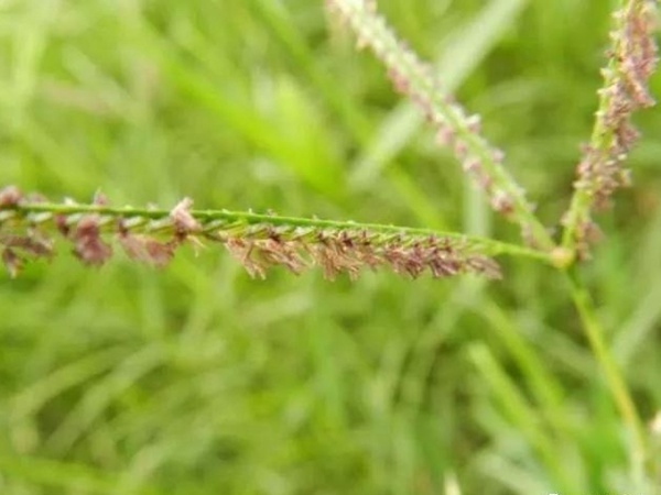 狗牙根草坪——生命力顽强的草坪品种