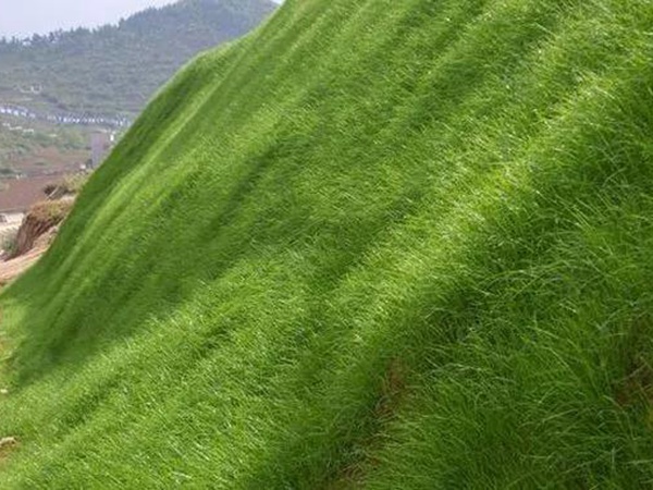 狗牙根草坪——生命力顽强的草坪品种