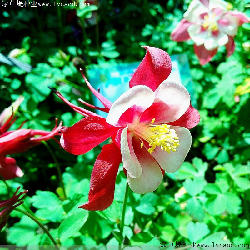 大花耧斗菜