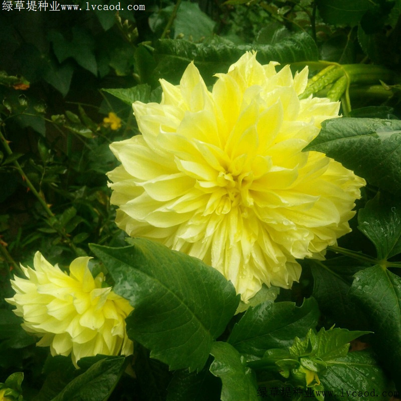 大丽花花期有多久 大丽花有哪些品种 花圃日记 江苏长景种业有限公司 大丽花花期有多久 大丽花有哪些品种 花圃日记 江苏长景种业有限公司