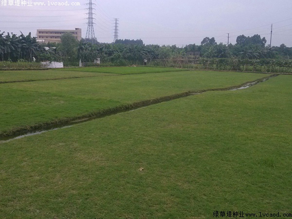 台湾草
