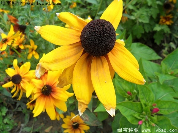 黑心菊种子