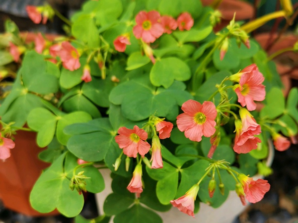 绿叶酢浆草种植的时间 绿叶酢浆草种球去哪买 花海建设 江苏长景种业有限公司