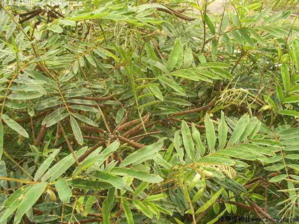 山毛豆种子