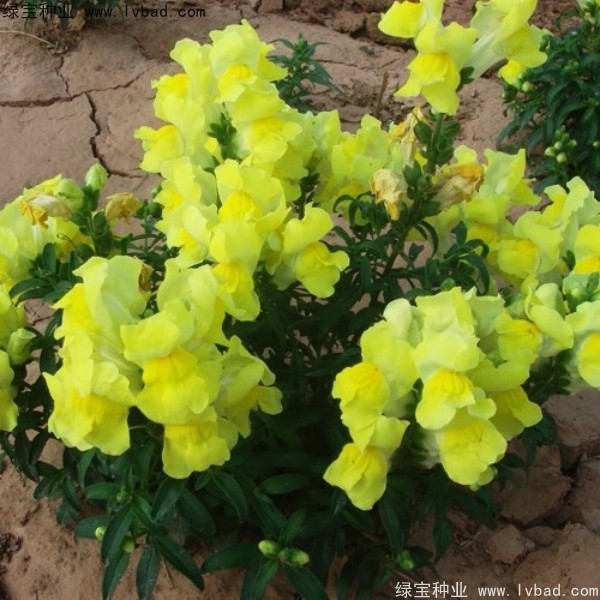 金鱼草种子的种植方法 应该如何去养护金鱼草 花海建设 江苏长景种业有限公司 金鱼草种子的种植方法 应该如何去养护金鱼草 花海建设 江苏长景种业有限公司