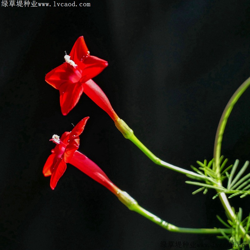 羽叶茑萝