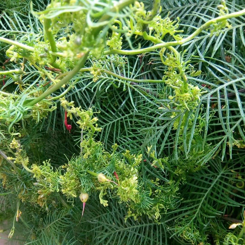 羽叶茑萝